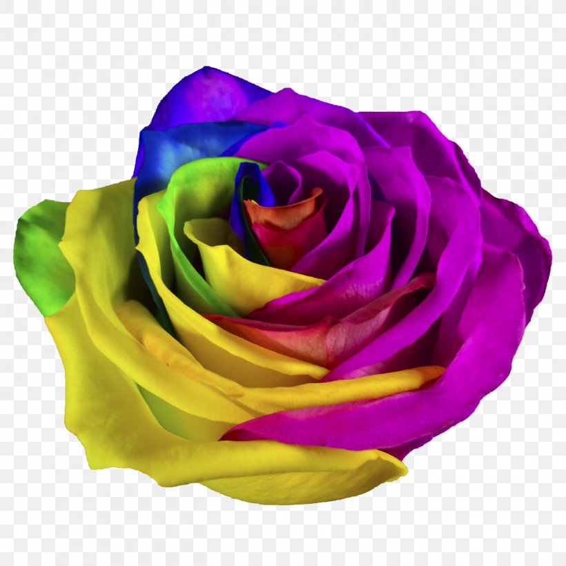 Rainbow Rose Garden Roses Rainbow Shops Cut Flowers, PNG, 1417x1417px, Rainbow Rose, Blue, Cut Flowers, Flower, Flowering Plant Download Free