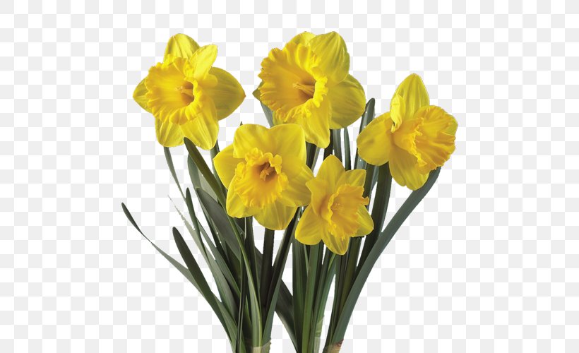 Daffodil Flower Plant Bulb Tulip, PNG, 500x500px, Daffodil, Amaryllis, Amaryllis Family, Bulb, Clivia Download Free