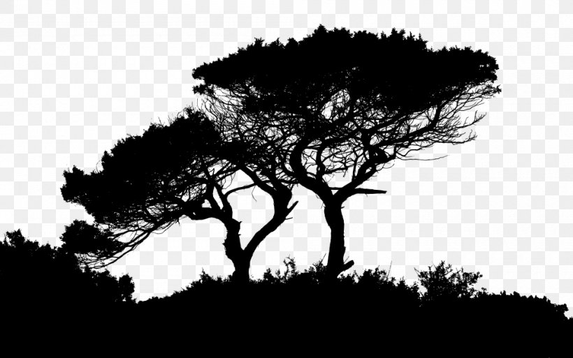 Desktop Wallpaper Tree High-definition Video Oak, PNG, 1000x626px, 4k Resolution, Tree, Black And White, Branch, Highdefinition Television Download Free