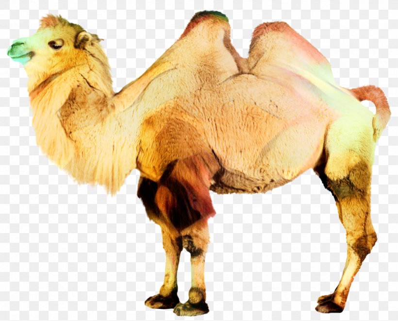 Dromedary Bactrian Camel Clip Art Transparency, PNG, 2355x1899px, Dromedary, Adaptation, Animal Figure, Arabian Camel, Bactrian Camel Download Free