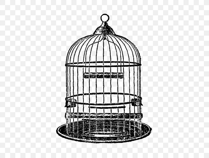 Parrot Birdcage Clip Art Drawing, PNG, 508x620px, Parrot, Bird, Bird Supply, Birdcage, Cage Download Free