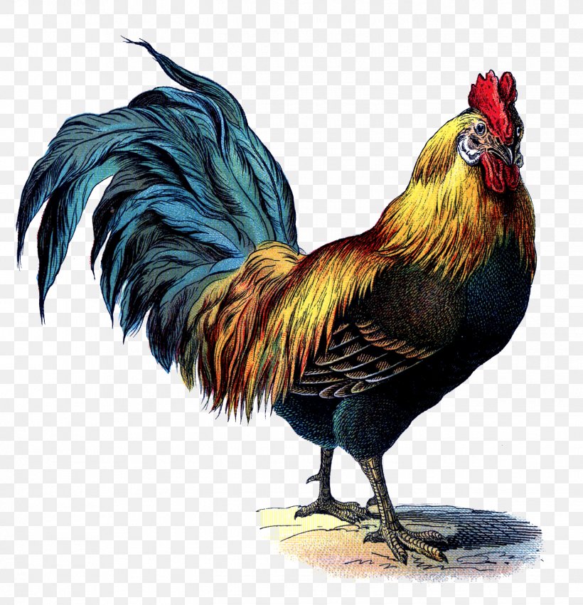 Rhode Island Red Leghorn Chicken Brahma Chicken Cornish Chicken Rooster, PNG, 1445x1500px, Leghorn Chicken, Advertising, Beak, Bird, Chicken Download Free