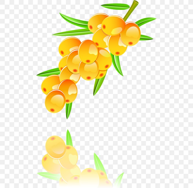 Seaberry Illustration, PNG, 511x800px, Seaberry, Berry, Branch, Flora, Floral Design Download Free