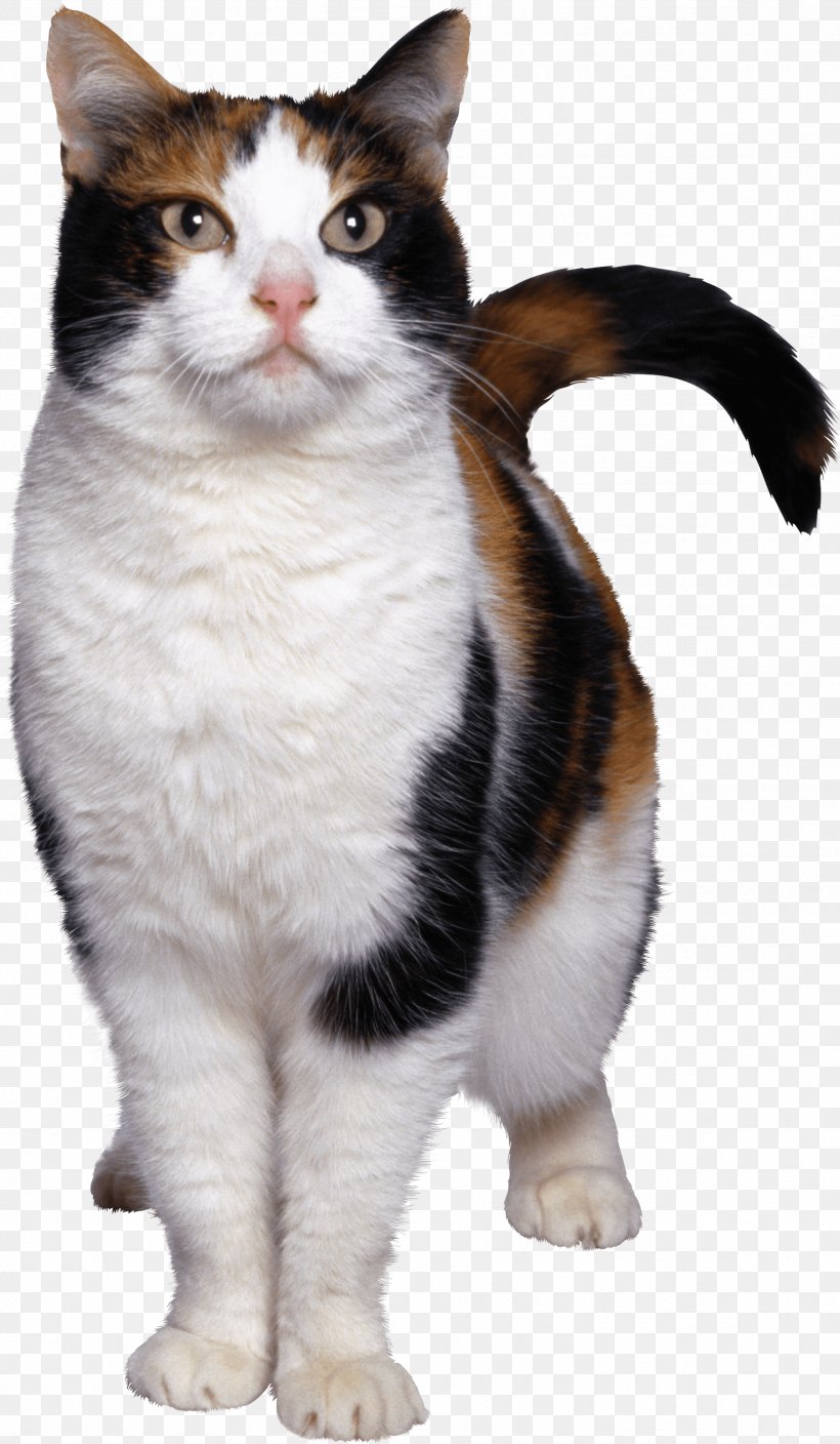 Egyptian Mau American Wirehair Aegean Cat European Shorthair Kitten, PNG, 1747x3000px, Egyptian Mau, Aegean Cat, American Wirehair, Black Cat, Carnivoran Download Free
