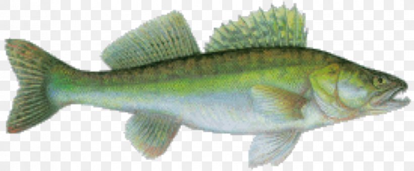 Perch Salmon Cod Barramundi Fish Products, PNG, 969x401px, Perch, Animal, Animal Figure, Barramundi, Bass Download Free