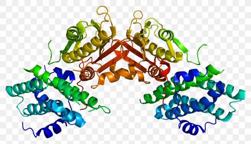 Pyruvate Dehydrogenase Kinase PDK2 Pyruvate Dehydrogenase Complex Pyruvic Acid, PNG, 1113x640px, Pyruvate Dehydrogenase Kinase, Adenosine Triphosphate, Area, Body Jewelry, Christmas Ornament Download Free