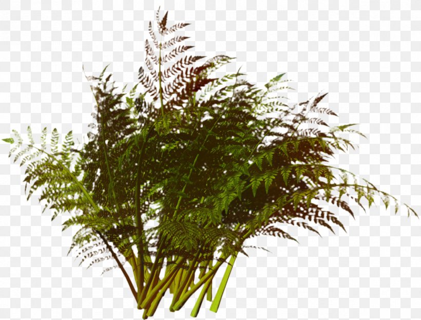 Family Tree Background, PNG, 1195x909px, Fern, Aquarium Decor, Flower, Grass, Grass Family Download Free