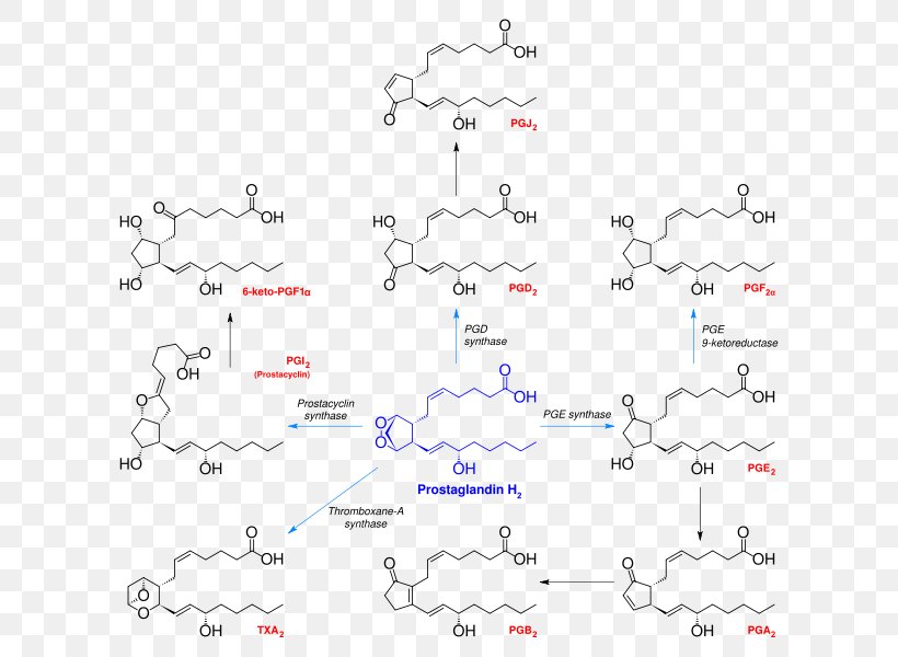 Prostanoid Prostaglandin H2 Thromboxane Arachidonic Acid, PNG, 636x600px, Prostanoid, Acetaminophen, Arachidonic Acid, Area, Auto Part Download Free