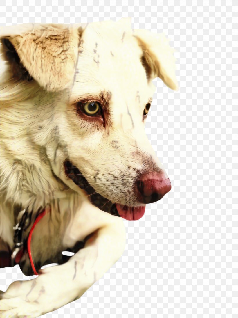 Cute Dog, PNG, 1731x2308px, Cute Dog, Animal, Canidae, Carnivore, Chicken Download Free