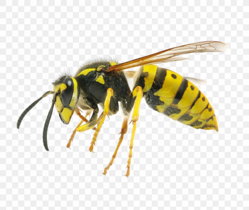 Hornet Insect Western Honey Bee Yellowjacket, PNG, 1000x843px, Hornet, Arthropod, Bee, Bumblebee, Carpenter Bee Download Free