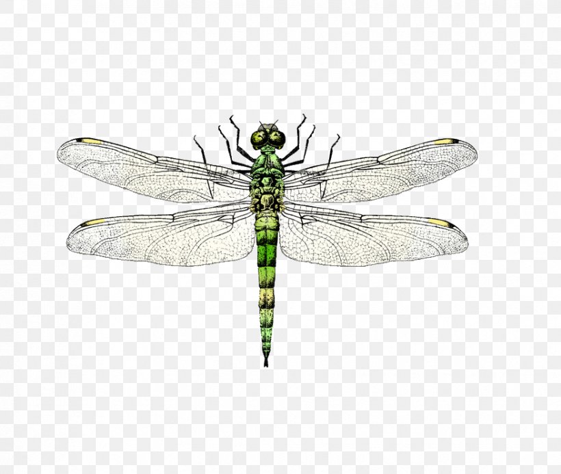 Insect Dragonfly Euclidean Vector, PNG, 876x741px, Insect, Arthropod, Cartoon, Dragonflies And Damseflies, Dragonfly Download Free