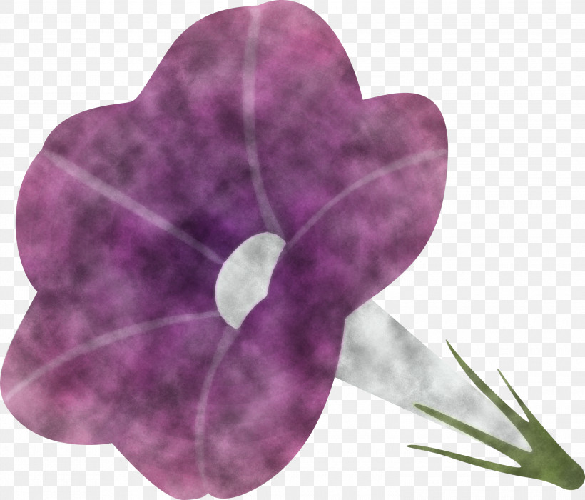 Morning Glory Flower, PNG, 3000x2563px, Morning Glory Flower, Anthurium, Flower, Heart, Lavender Download Free