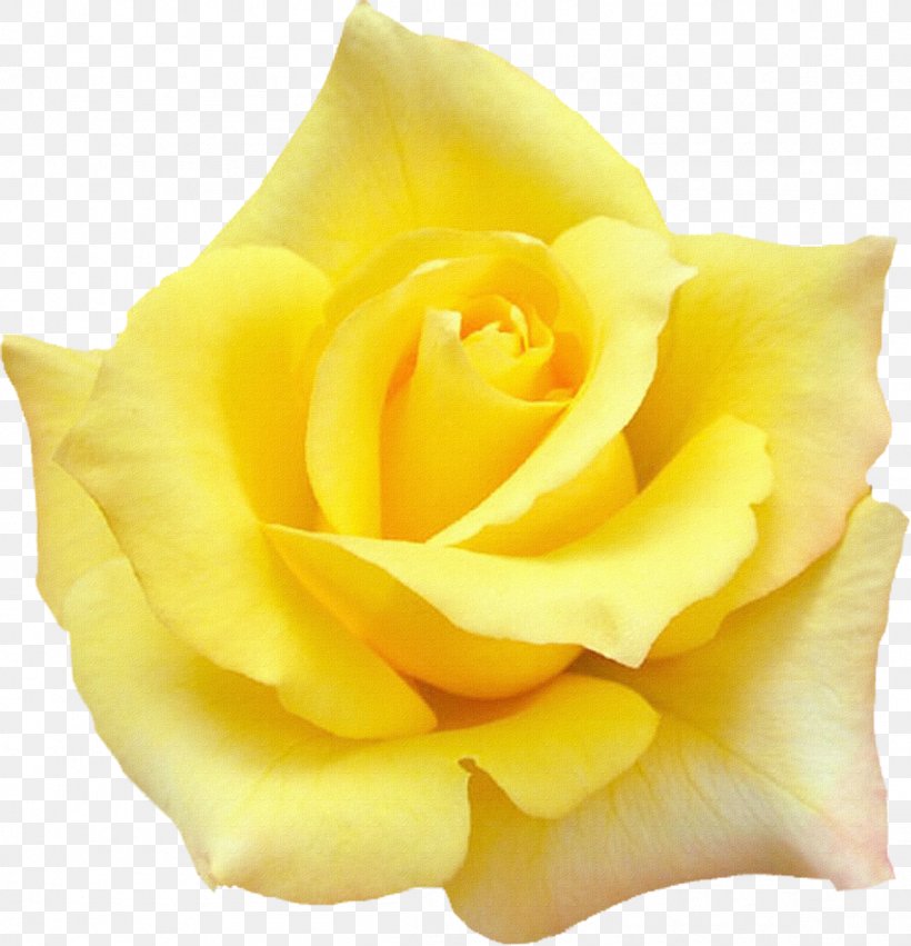Rose Quotation Desktop Wallpaper Yellow, PNG, 1155x1200px, Rose, Aspect Ratio, Close Up, Cut Flowers, Floribunda Download Free