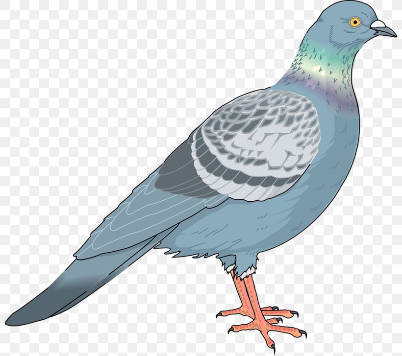 Homing Pigeon Columbidae Bird Clip Art, PNG, 800x727px, Homing Pigeon, Beak, Bird, Bird Flight, Columbidae Download Free