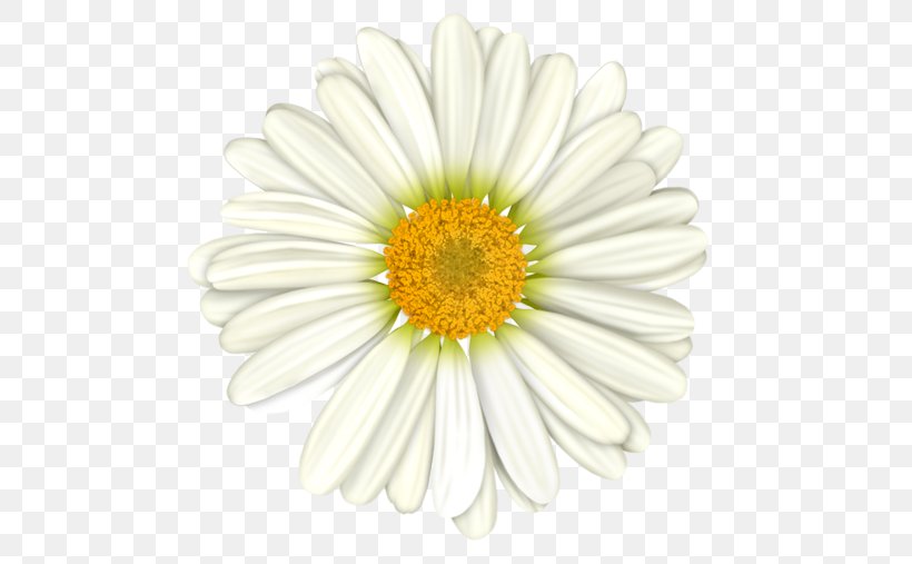 Chamomile Flower, PNG, 500x507px, Chamomile, Arumlily, Aster, Chamaemelum Nobile, Chrysanths Download Free