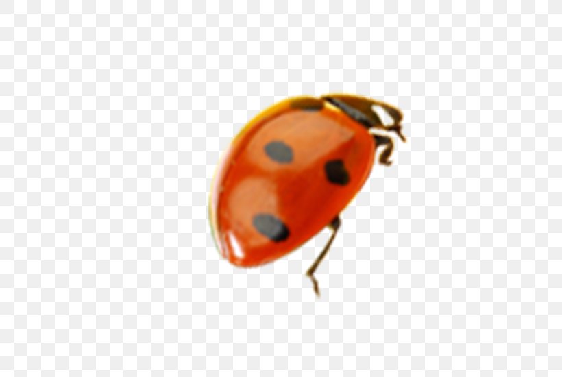 Ladybird Insect, PNG, 654x550px, Ladybird, Arthropod, Beetle, Coccinella Septempunctata, Designer Download Free