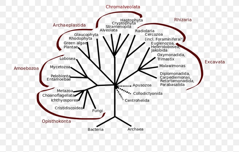 Mesomycetozoea Opisthokont Phylogenetic Tree Kingdom Protist, PNG, 740x523px, Watercolor, Cartoon, Flower, Frame, Heart Download Free