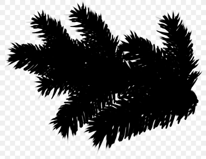 Spruce Twig Fir Tree Clip Art, PNG, 800x633px, Spruce, Arecales, Black, Blackandwhite, Branch Download Free
