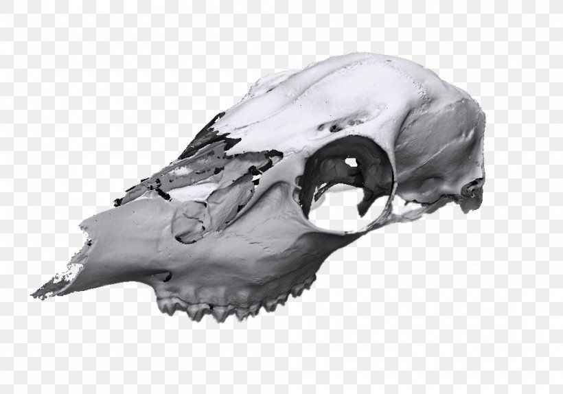 Animal Skull 3d Model Free