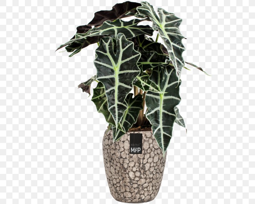 Houseplant New Guinea Shield Alocasia × Amazonica ARTPLANTS, PNG, 657x657px, Houseplant, Alocasia, Flowerpot, Garden Centre, Internet Download Free