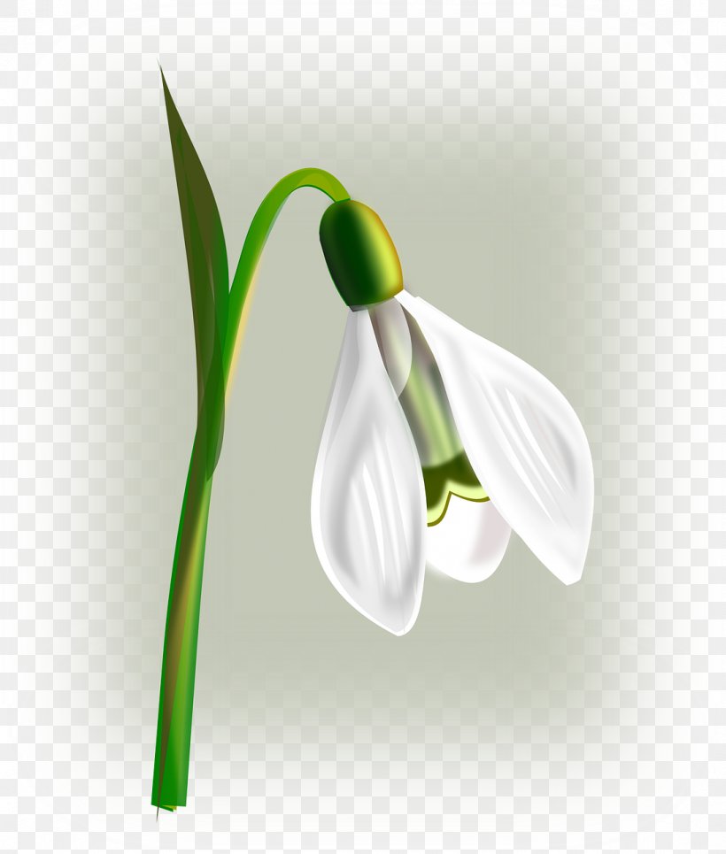 Snowdrop Flower Clip Art, PNG, 1087x1280px, Snowdrop, Amaryllis Family, Arum, Bud, Crocus Vernus Download Free