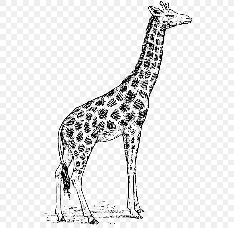 The White Giraffe Drawing Clip Art, PNG, 548x800px, Giraffe, Art, Black And White, Deer, Drawing Download Free