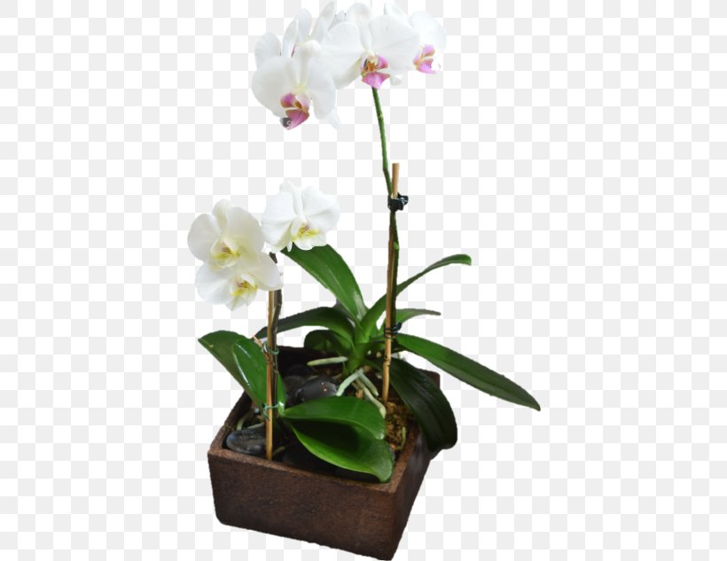 Beautiful Bouquets & Baskets Florist Moth Orchids Cut Flowers Plants, PNG, 582x633px, Beautiful Bouquets Baskets Florist, Artificial Flower, Cattleya, Cattleya Orchids, Cut Flowers Download Free