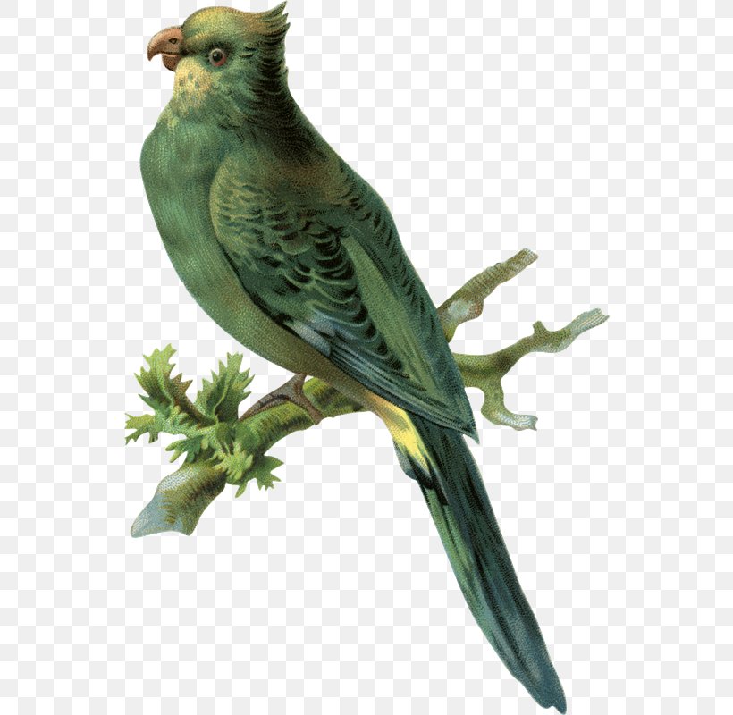 Budgerigar Parakeet Finches Clip Art, PNG, 544x800px, Budgerigar, American Sparrows, Animal, Beak, Bird Download Free