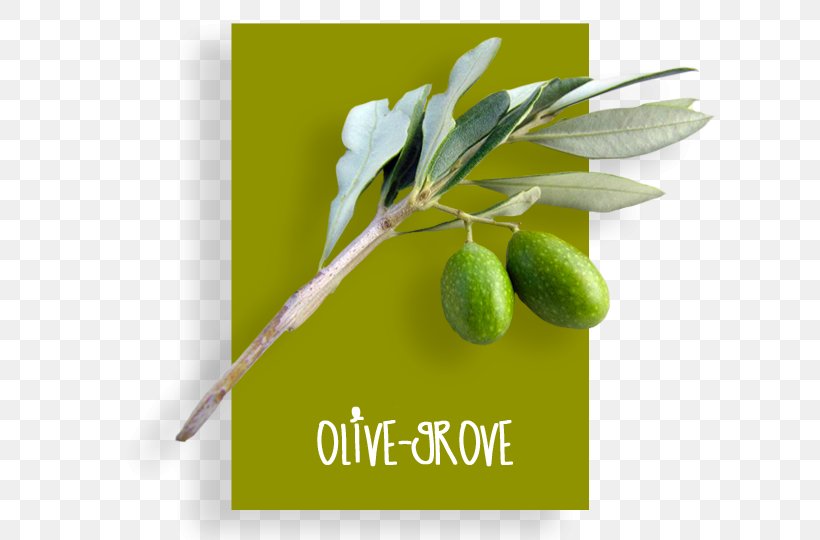 Olive Oil Product Brand Olive + M, PNG, 700x540px, Olive, Brand, Food, Fruit, Olive Oil Download Free
