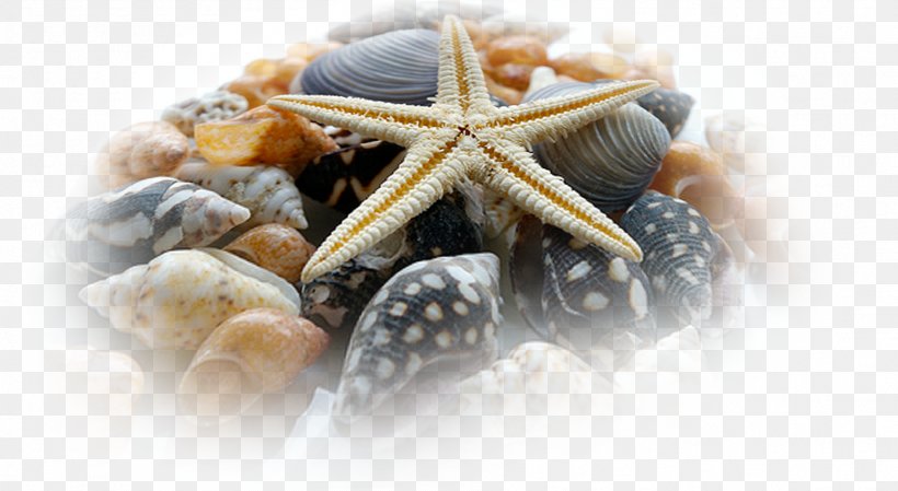 Shore Bank Seashell Starfish, PNG, 1898x1040px, Shore, Bank, Beach, Breaking Wave, Coast Download Free