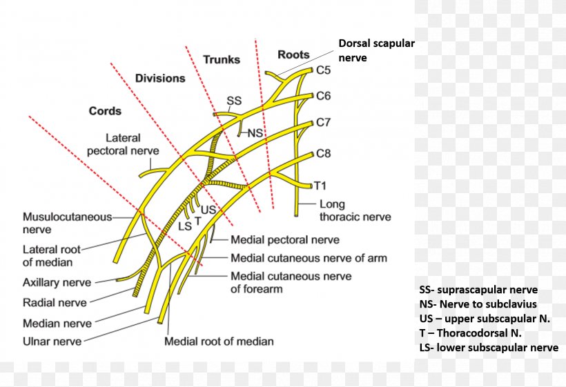 Brachial Plexus Brachial Artery Axillary Artery, PNG, 1758x1203px, Brachial Plexus, Anatomy, Area, Artery, Axilla Download Free