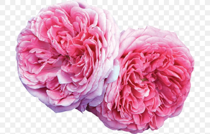 Damask Rose Rose Oil French Rose Heirloom Plant Seed, PNG, 700x525px, Damask Rose, Cabbage Rose, Carnation, Cut Flowers, Damask Download Free