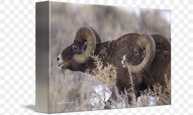 Fauna Snout Wildlife, PNG, 650x489px, Fauna, Bighorn, Horn, Sheep, Snout Download Free
