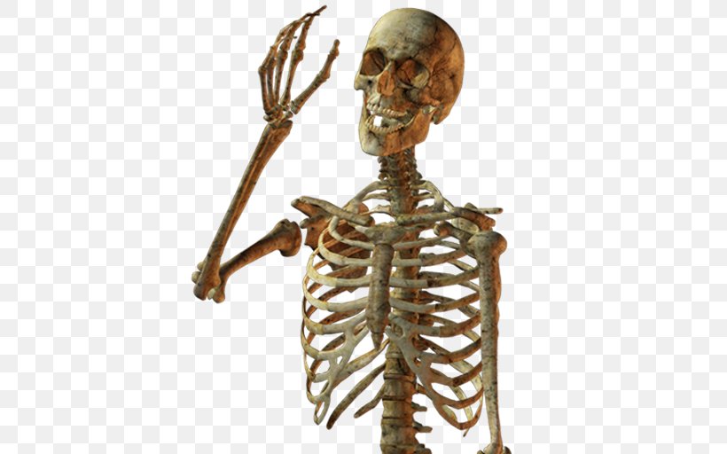 Human Skeleton Skull Bone, PNG, 512x512px, Skeleton, Artworks, Bone, Figurine, Human Skeleton Download Free