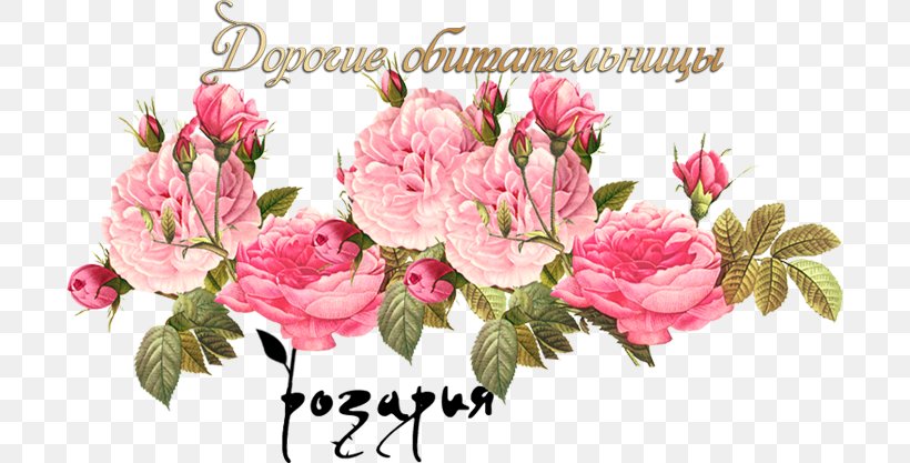 Vintage Roses: Beautiful Varieties For Home And Garden Cabbage Rose Vintage Clothing Pink Flowers Scrapbooking, PNG, 700x417px, Cabbage Rose, Azalea, Blossom, Branch, Cut Flowers Download Free