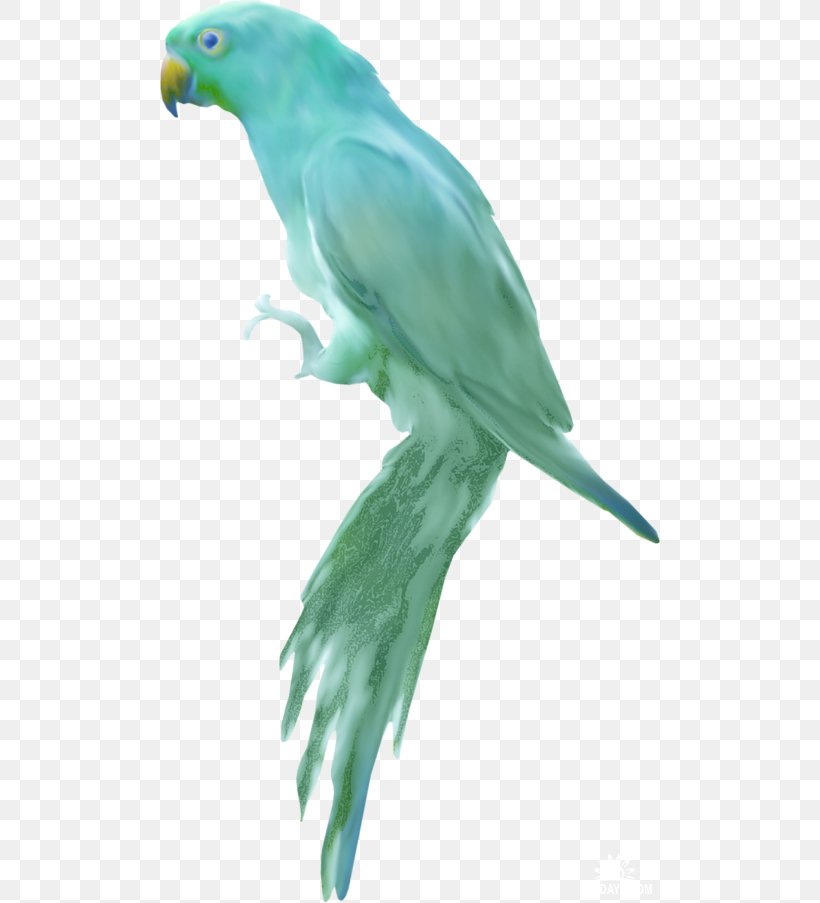 Budgerigar Lovebird Heron Parakeet, PNG, 500x903px, Budgerigar, Animal, Beak, Bird, Cetacea Download Free