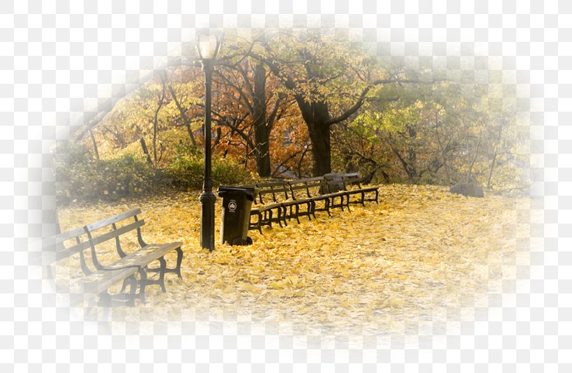 Central Park Urban Park Ontario Parks Autumn In New England, PNG, 800x534px, Central Park, Algonquin Provincial Park, Autumn, Autumn In New England, Autumn Leaf Color Download Free