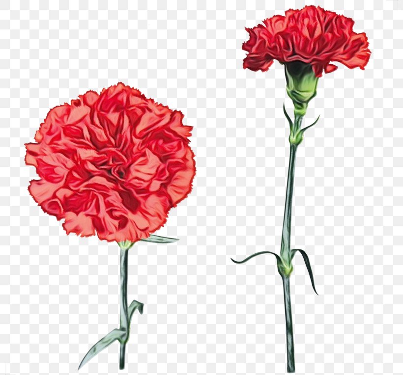 Flower Plant Carnation Cut Flowers Red, PNG, 800x764px, Watercolor, Carnation, Cut Flowers, Dianthus, Flower Download Free
