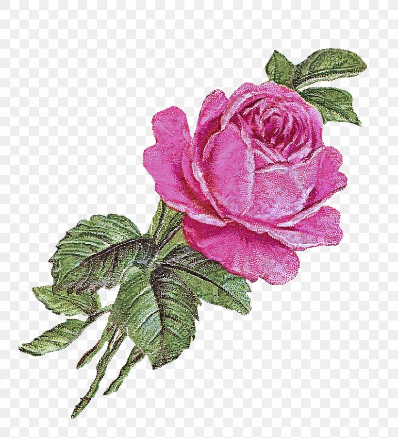 Garden Roses, PNG, 859x945px, Flower, Garden Roses, Petal, Pink, Plant Download Free