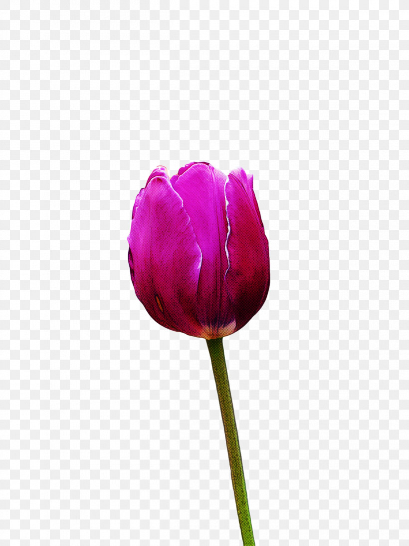 Plant Stem Cut Flowers Tulip Petal Flower, PNG, 1200x1600px, Plant Stem, Biology, Cut Flowers, Flower, Petal Download Free