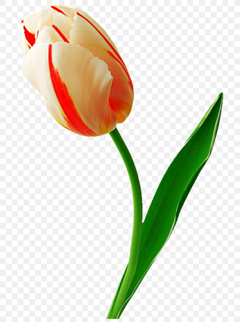 Tulip Flower Clip Art, PNG, 727x1098px, Tulip, Blog, Cut Flowers, Flower, Flower Bouquet Download Free