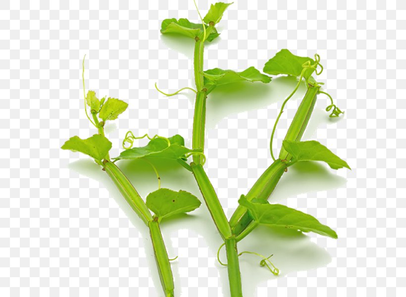 Veld Grape Leaf Herb Plant Cayratia Trifolia, PNG, 600x600px, Veld Grape, Grapes, Herb, Herbalism, Leaf Download Free