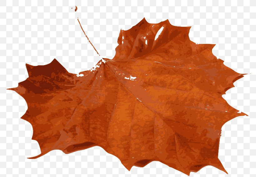 Autumn Leaf Color Clip Art, PNG, 800x569px, Autumn Leaf Color, Autumn, Leaf, Maple Leaf, Orange Download Free