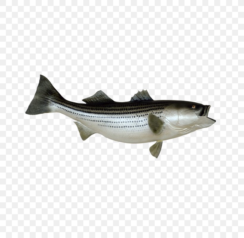 Striped Bass Fishing Stock Photography Clip Art, PNG, 800x800px, Striped Bass, Bass, Bass Fishing, Bony Fish, Cod Download Free