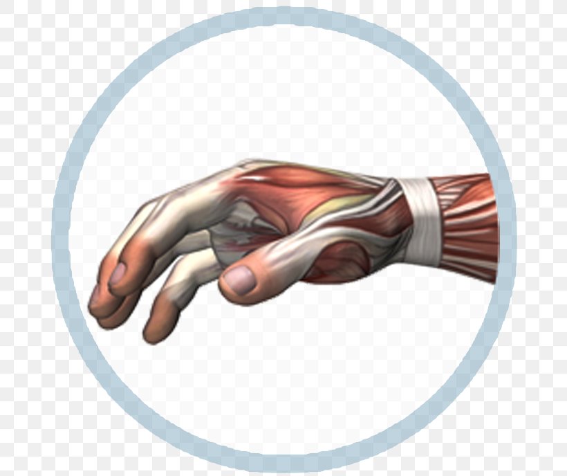 Thumb, PNG, 694x688px, Thumb, Arm, Finger, Hand, Joint Download Free