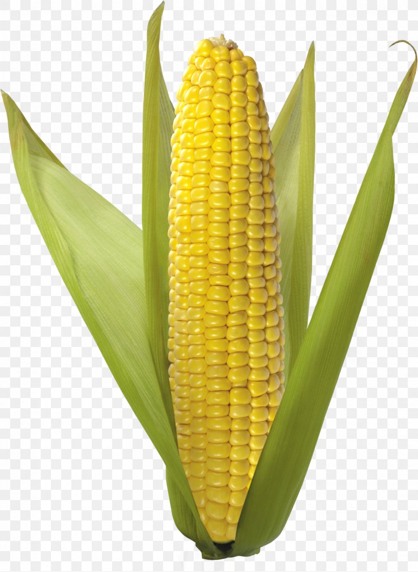 Corn On The Cob Maize Popcorn, PNG, 1389x1900px, Corn On The Cob, Clipping Path, Commodity, Corn Kernels, Corncob Download Free