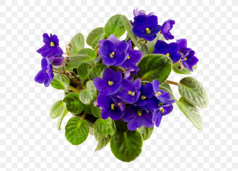 African Violet Photography, PNG, 1000x719px, African Violet, African Violets, Blue, Borage Family, Flower Download Free