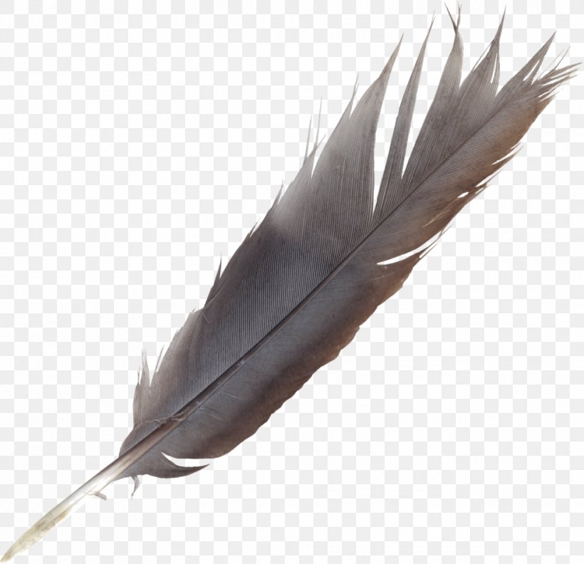 Bird Feather Quill Wing, PNG, 986x953px, Bird, Blog, Digital Media, Feather, Goorin Bros Download Free
