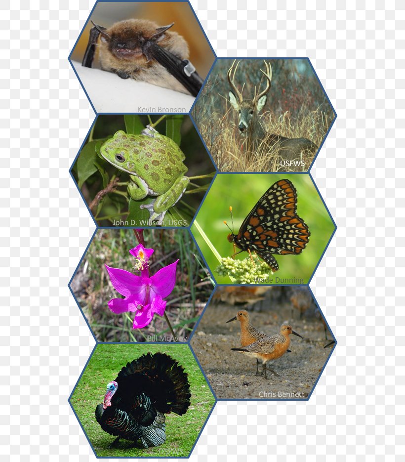 Conservation-reliant Species Wildlife Conservation Endangered Species, PNG, 546x935px, Conservation, Animal, Butterfly, Ecosystem, Endangered Species Download Free
