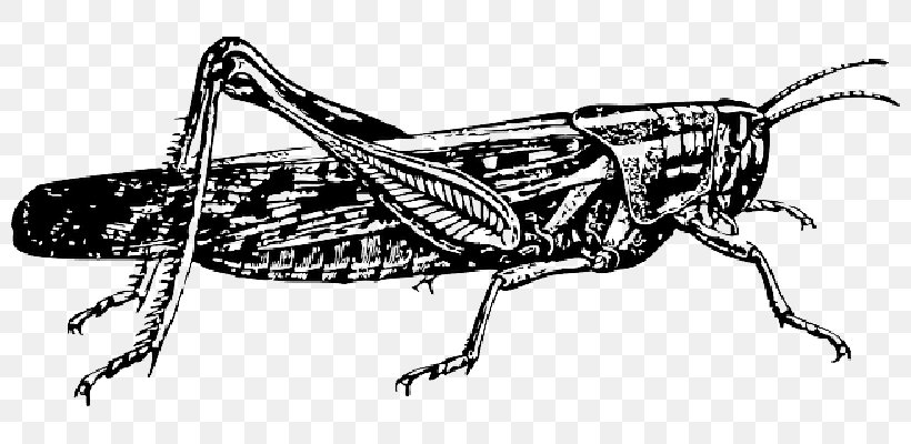 Insect Drawing The Ant And The Grasshopper Locust, PNG, 800x400px, Insect, Ant, Ant And The Grasshopper, Art, Arthropod Download Free